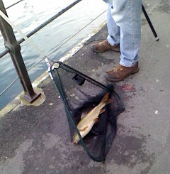 Fisch