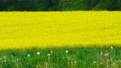 Rapsfeld