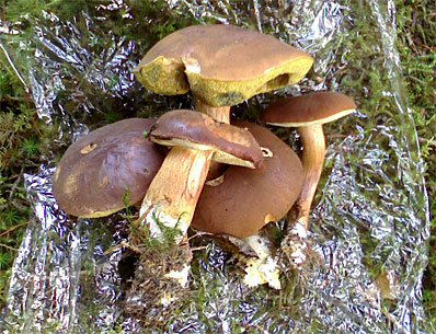 Steinpilze