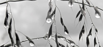 Regen