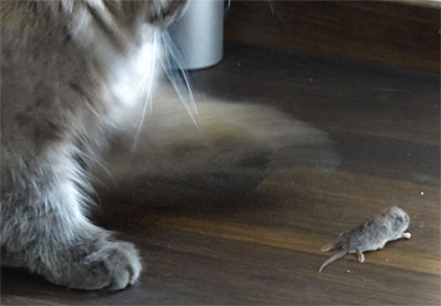 Fileta mit Maus