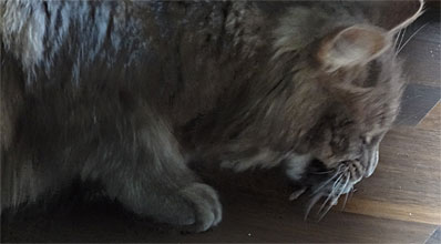 Fileta mit Maus