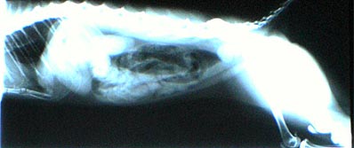 Negrita