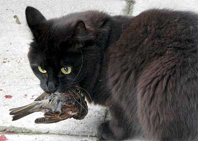 Negrita hat gejagt...