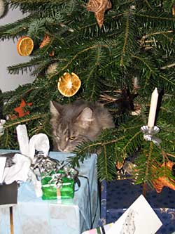 Tannenbaum